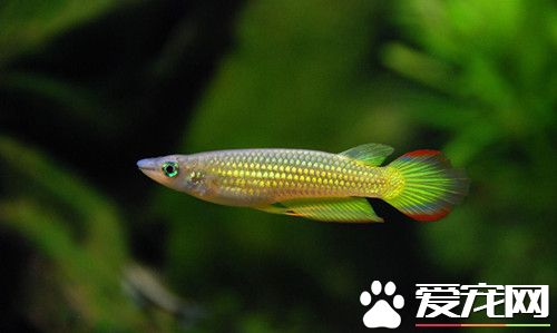 怎麼養好非熱帶海水魚 水溫鎖定在25-26℃