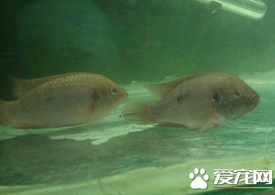 紅寶石魚飼料 紅蟲水蚯蚓面包蟲等活體