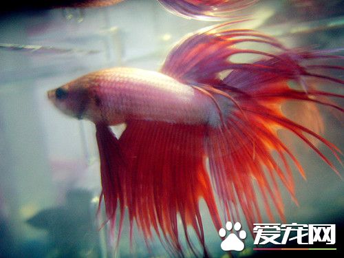 怎麼養好亞熱帶溫帶淡水魚 水溫最好不超過25℃