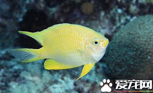 怎麼養好鹹淡水魚 10升海水中加1-2湯匙鹽