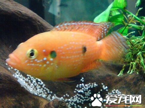 紅寶石魚水溫 最好的飼養溫度在20-26度