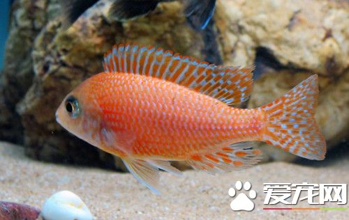 怎麼養好中型水草缸 最好要充二氧化碳