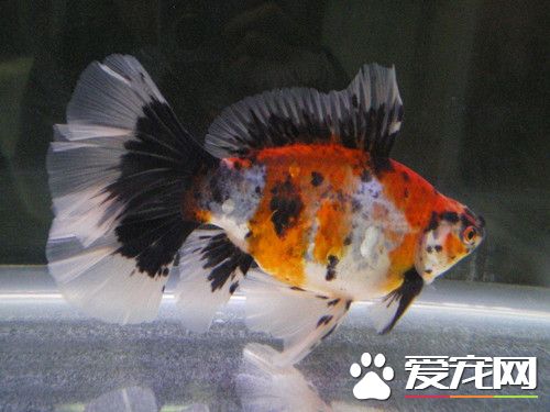 怎麼養好—缸較大海水魚 先購買含過濾系統的缸