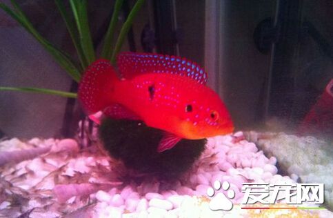 紅寶石魚吃小魚 它們性格比較凶猛