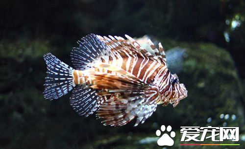 怎麼養好一缸較小海水魚 先購買1台充氣泵