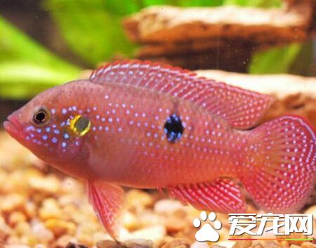 紅寶石魚混養 切記不能和一些小型魚混養
