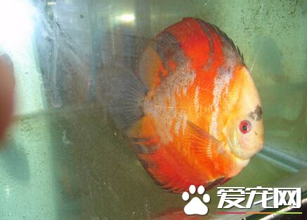 紅寶石魚飼養 紅寶石魚飼養的細節分享