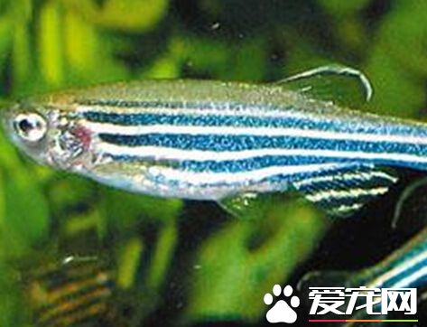 斑馬魚能混養嗎沒有攻擊性的小型魚
