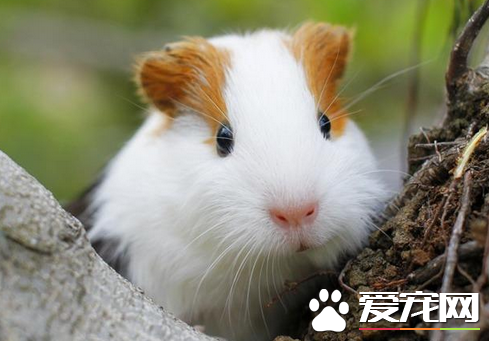豚鼠發情有哪些表現 變得煩躁不安喜歡叫