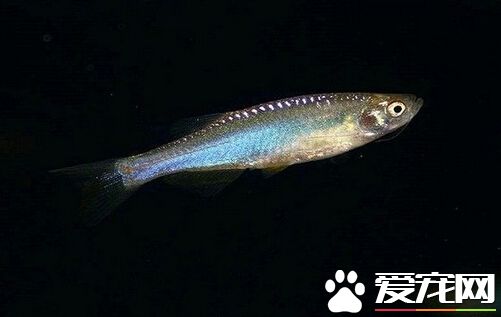 如何養斑馬魚 飼養斑馬魚的三大要素