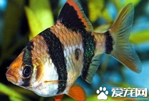 虎皮魚產卵 產卵期間最好別去打擾它們