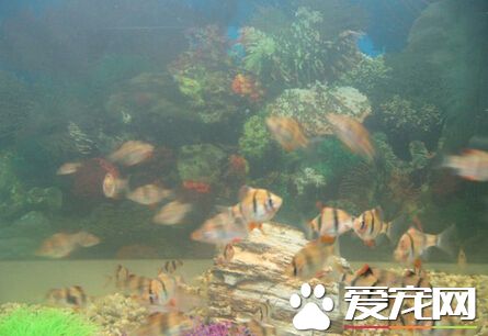 虎皮魚多久換水 換水可以視情況而定