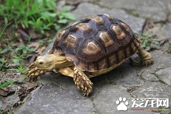 烏龜拉稀怎麼回事 變質的腐肉堅決不要喂