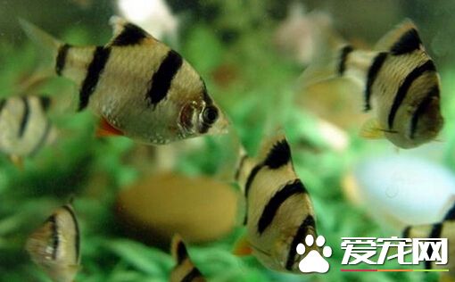 虎皮魚用什麼水 水質對虎皮魚十分的重要