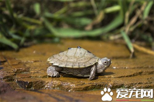 烏龜吃什麼飼料好 適合烏龜吃的幾種飼料
