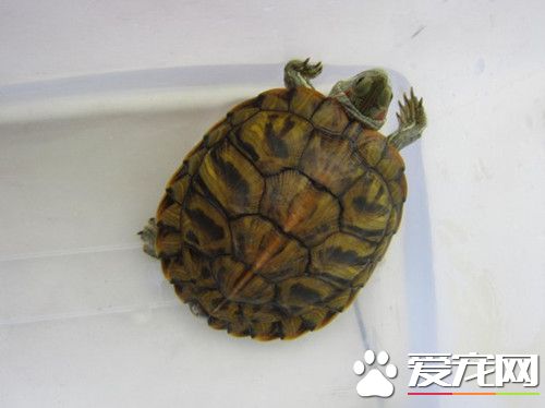 烏龜便秘怎麼辦 可以給便秘的龜灌服食用香油
