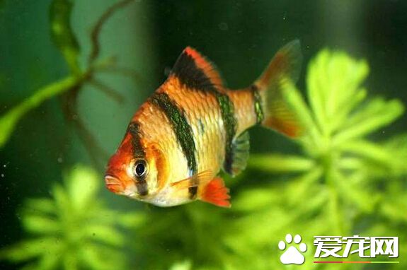 如何飼養虎皮魚 虎皮魚的飼養經驗分享