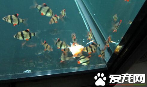 虎皮魚的繁殖 人工繁殖虎皮魚的方法分享