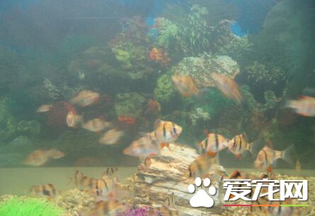 虎皮魚怎麼喂養 喂養時的幾大注意事項