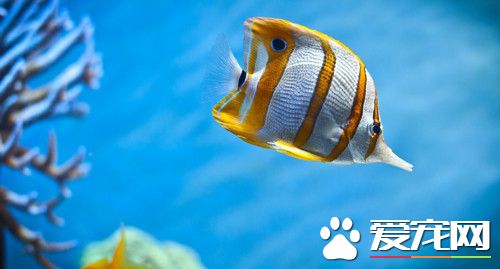 怎麼養好一缸大型淡水魚 可每天多投喂1次