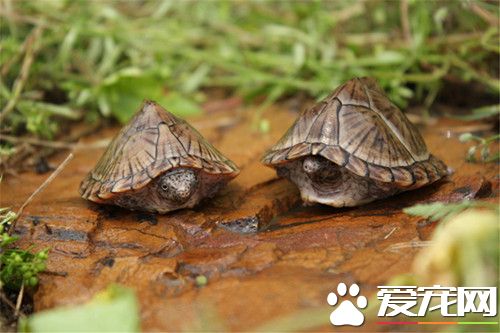 烏龜的養殖 可以選擇魚缸水盆等容器