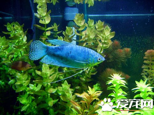 怎麼養好一缸中型淡水魚 要用大型缸或中型缸