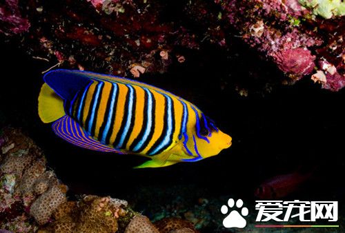 魚容易受驚怎麼辦 在新缸中置些可供魚躲避地方