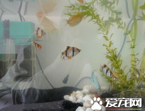 虎皮魚的喂養 虎皮魚喜食魚蟲等活飼料