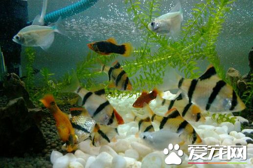 虎皮魚如何飼養 喜好高溫高氧的熱帶魚