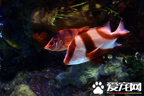 沒時間管理缸魚怎麼辦 缸底鋪中小石子