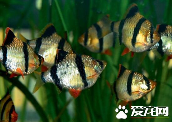 虎皮魚怎樣養 虎皮魚的飼養方法詳解