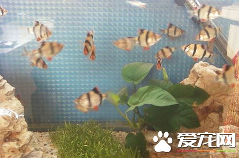 虎皮魚一天喂幾次 一天喂一到兩次即可