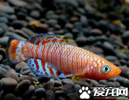 冬天水溫不穩定怎麼辦 覆蓋聚苯乙烯泡沫塑料板