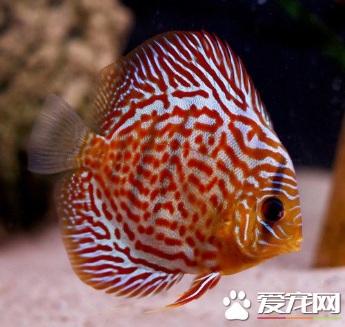 魚的水質壞了怎麼辦 有機物太多引起腐敗壞水