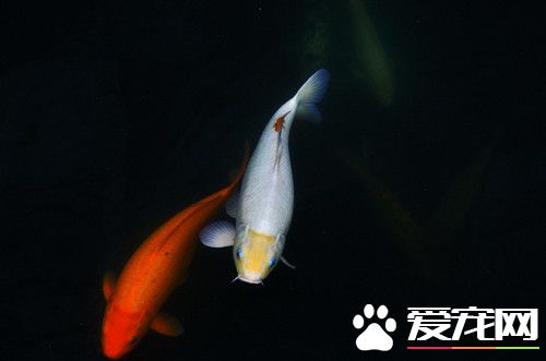 魚滯長怎麼辦 缺乏營養可能缺維生素礦物質