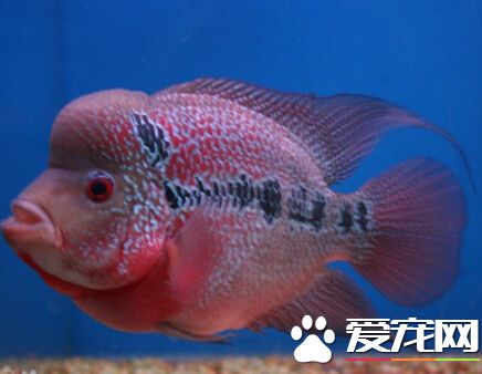 花羅漢飼料 花羅漢喂食的幾個注意要點