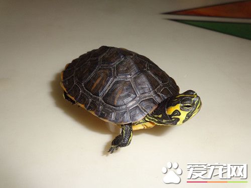 烏龜夏天要曬太陽嗎 給烏龜曬太陽是需要的
