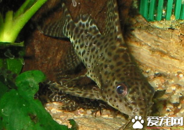 反游貓繁殖 反游貓魚的繁殖很不容易