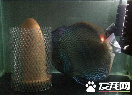 七彩神仙魚種類 帶你了解它的種類詳情