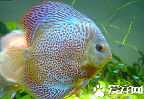 七彩神仙魚的水溫 帶你了解它的飼養環境