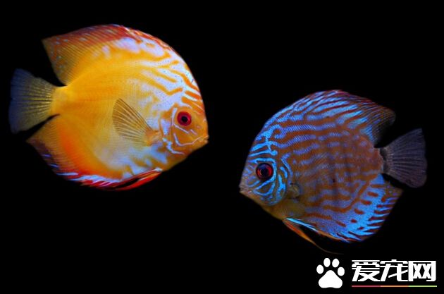 七彩神仙魚的混養 其混養的五大建議