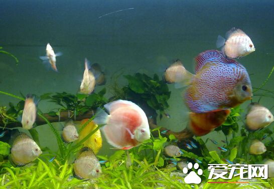 七彩神仙魚打架 七彩神仙魚打架的原因