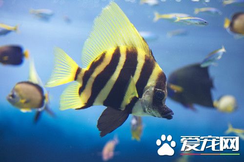 魚互相攻擊怎麼辦 盡量不混養捕食性幼小魚