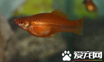 紅劍魚怎麼養 水溫最好控制在25度-28度