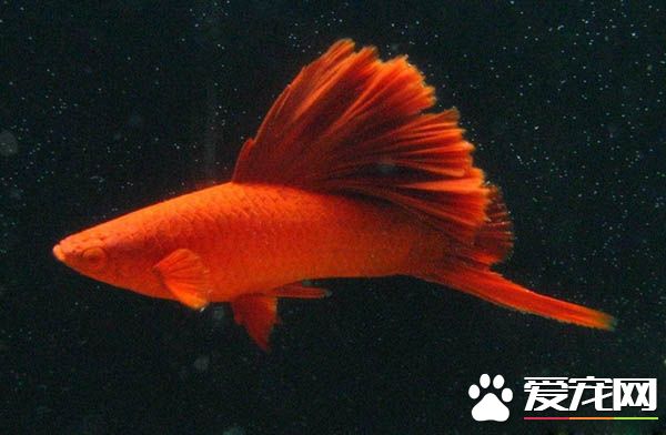 紅劍魚水溫 帶大家了解紅劍魚的飼養環境
