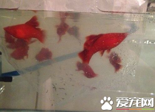 紅劍魚的飼養 其最正確的飼養方法介紹