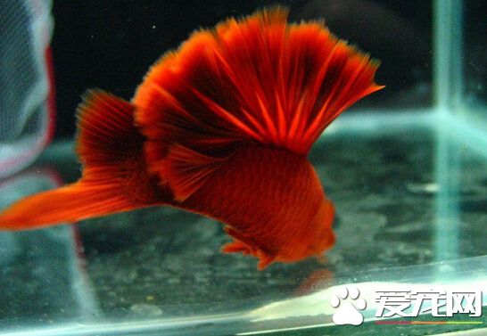 紅劍魚生小魚前兆 紅箭魚生小魚的現象