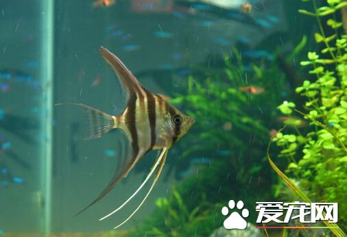 埃及神仙魚定水方法 其幾大細節詳解