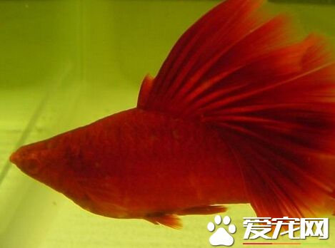 紅劍魚怎麼繁殖 7個月左右就可進行繁殖