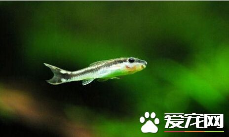 小精靈魚繁殖 它會在27℃時2天左右孵化